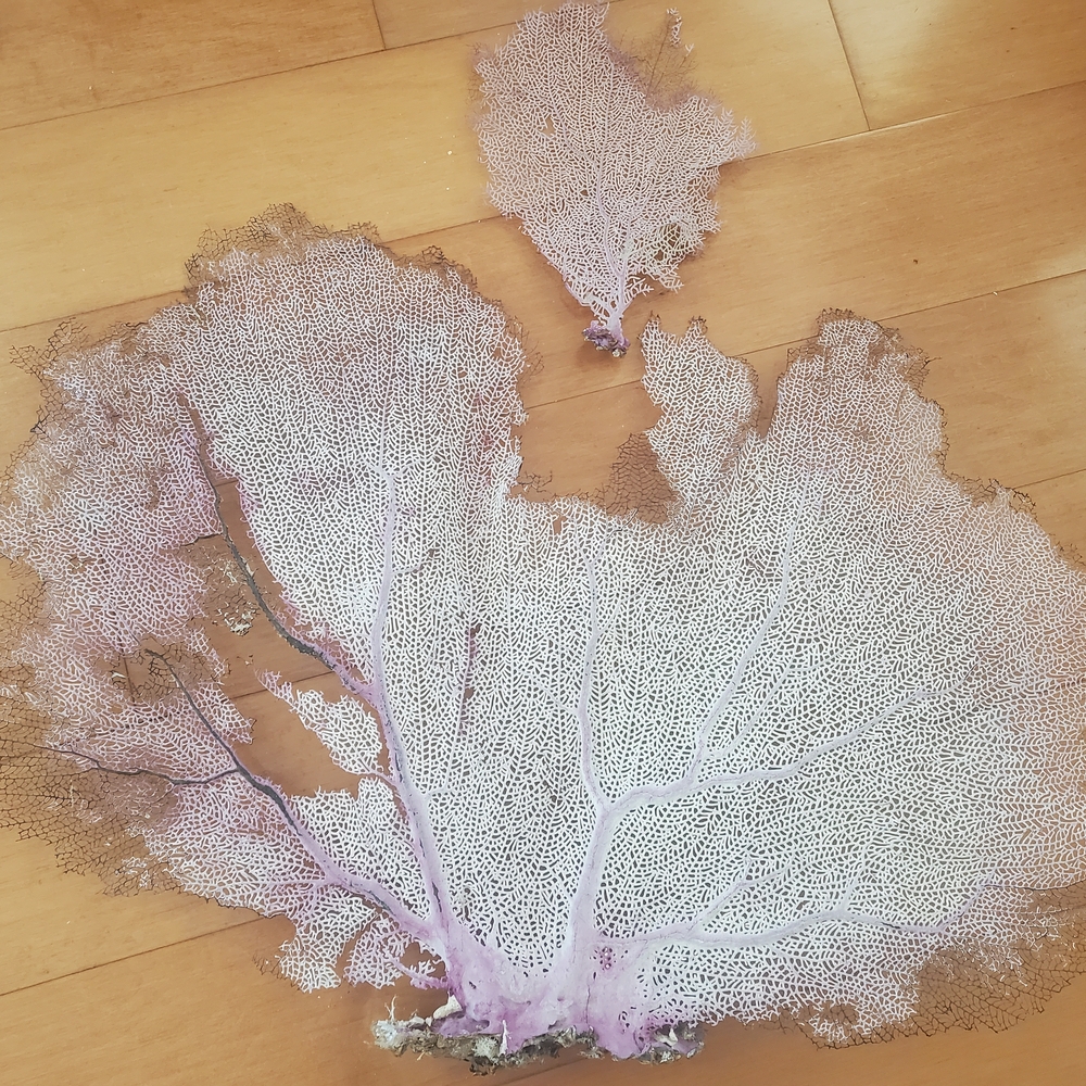 Huge fan coral - Picture 2 of 4